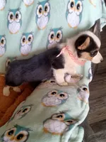 Chewy , a male Pembroke Welsh Corgi for sale in Apple Valley, CA – Photo 3 of 7