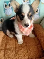 Chewy , a male Pembroke Welsh Corgi for sale in Apple Valley, CA – Photo 4 of 7