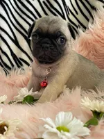 Piper , a female Pug for sale in Apple Valley, CA – 4 of 7