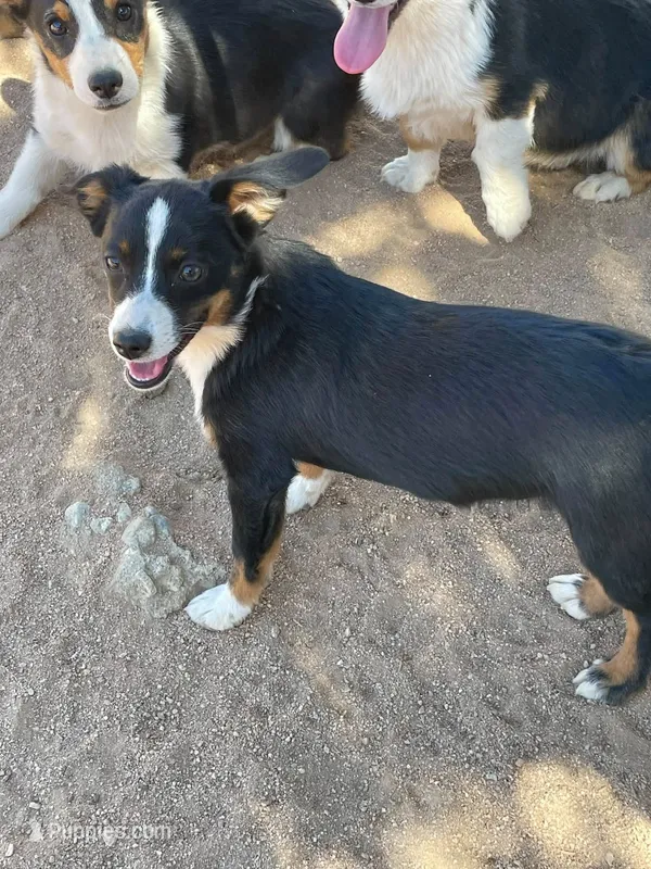Bindy - Auggie – Pembroke Welsh Corgi, Toy Australian Shepherd puppy for sale in Apple Valley, CA