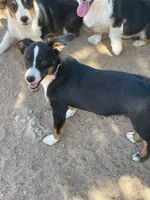 Bindy - Auggie, a female Pembroke Welsh Corgi and Toy Australian Shepherd for sale in Apple Valley, CA – 1 of 8
