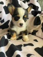 Natalie , a male Pembroke Welsh Corgi for sale in Apple Valley, CA – 4 of 8
