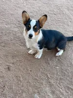 Chewy  Sale Day 6/27 ONLY , a male Pembroke Welsh Corgi for sale in Apple Valley, CA – 1 of 9