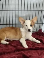 Baby Chloe, a female Pembroke Welsh Corgi for sale in Apple Valley, CA – 2 of 6