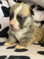 Cleo - Triple Clear - AKC full , a male Pembroke Welsh Corgi for sale in Apple Valley, CA – 5 of 7