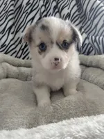 Stevie, a male Pembroke Welsh Corgi for sale in Apple Valley, CA – Photo 2 of 5