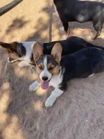 Sina, a male Pembroke Welsh Corgi for sale in Apple Valley, CA – 4 of 6