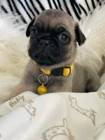 Petey, a male Pug for sale in Apple Valley, CA – 5 of 7