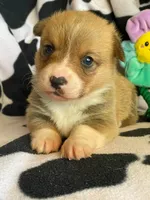 China - Triple Clear - Full AKC, a female Pembroke Welsh Corgi for sale in Apple Valley, CA – 4 of 8