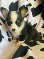 Natalie , a male Pembroke Welsh Corgi for sale in Apple Valley, CA – 3 of 8