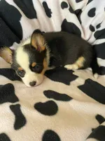 Natalie , a male Pembroke Welsh Corgi for sale in Apple Valley, CA – 5 of 8