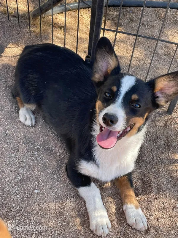 Bonnie-Auggie  – Pembroke Welsh Corgi, Toy Australian Shepherd puppy for sale in Apple Valley, CA