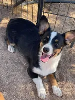 Bonnie-Auggie , a female Pembroke Welsh Corgi and Toy Australian Shepherd for sale in Apple Valley, CA – 1 of 7