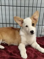Baby Chloe, a female Pembroke Welsh Corgi for sale in Apple Valley, CA – 3 of 6