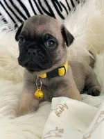 Petey, a male Pug for sale in Apple Valley, CA – 3 of 7
