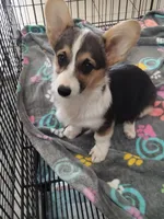 Stella, a female Cardigan Welsh Corgi and Pembroke Welsh Corgi for sale in Apple Valley, CA – 3 of 6