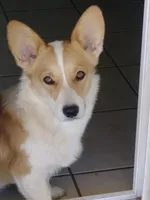 Cleo - Triple Clear - AKC full , a male Pembroke Welsh Corgi for sale in Apple Valley, CA – 6 of 7