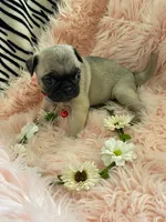 Piper , a female Pug for sale in Apple Valley, CA – 5 of 7