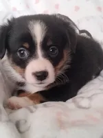 DPink - Auggie , a female Toy Australian Shepherd for sale in Apple Valley, CA – Photo 2 of 7