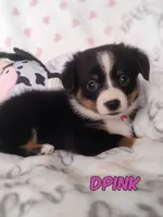 DPink - Auggie , a female Toy Australian Shepherd for sale in Apple Valley, CA – Photo 1 of 7