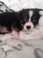 DPink - Auggie , a female Toy Australian Shepherd for sale in Apple Valley, CA – Photo 5 of 7