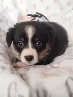 DPink - Auggie , a female Toy Australian Shepherd for sale in Apple Valley, CA – Photo 4 of 7