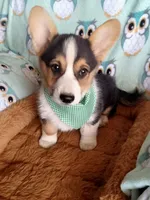 Sina , a male Pembroke Welsh Corgi for sale in Apple Valley, CA – Photo 2 of 6