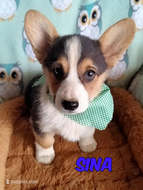Sina  – Pembroke Welsh Corgi puppy for sale in Apple Valley, CA