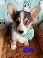 Sina , a male Pembroke Welsh Corgi for sale in Apple Valley, CA – Photo 1 of 6