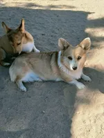 Sina , a male Pembroke Welsh Corgi for sale in Apple Valley, CA – Photo 5 of 6