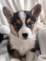 Sina , a male Pembroke Welsh Corgi for sale in Apple Valley, CA – Photo 3 of 6