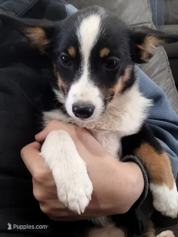 Bonnie-Auggie  – Pembroke Welsh Corgi, Toy Australian Shepherd puppy for sale in Apple Valley, CA