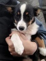Bonnie-Auggie , a female Pembroke Welsh Corgi and Toy Australian Shepherd for sale in Apple Valley, CA – 1 of 6