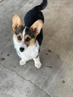 Stella , a female Pembroke Welsh Corgi for sale in Apple Valley, CA – 2 of 7