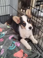 Chewy, a male Pembroke Welsh Corgi for sale in Apple Valley, CA – 2 of 5