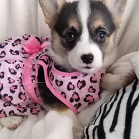 Stella - American, a female Pembroke Welsh Corgi for sale in Apple Valley, CA – Photo 2 of 8