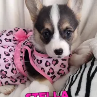 Stella - American, a female Pembroke Welsh Corgi for sale in Apple Valley, CA – Photo 1 of 8