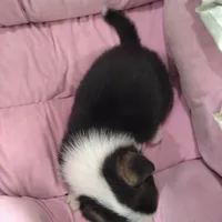 Stella - American, a female Pembroke Welsh Corgi for sale in Apple Valley, CA – Photo 6 of 8