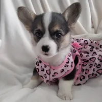 Stella - American, a female Pembroke Welsh Corgi for sale in Apple Valley, CA – Photo 3 of 8