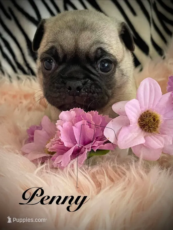Penny  – Pug puppy for sale in Apple Valley, CA