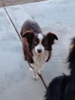 Bonnie-Auggie , a female Pembroke Welsh Corgi and Toy Australian Shepherd for sale in Apple Valley, CA – 6 of 7