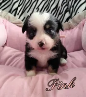 Pink - Auggie , a female Toy Australian Shepherd for sale in Apple Valley, CA – Photo 1 of 3