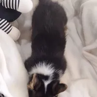 Sina - American , a male Pembroke Welsh Corgi for sale in Apple Valley, CA – Photo 6 of 8