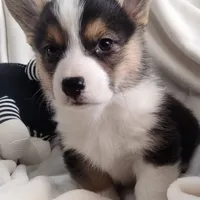 Sina - American , a male Pembroke Welsh Corgi for sale in Apple Valley, CA – Photo 5 of 8