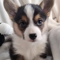 Sina - American , a male Pembroke Welsh Corgi for sale in Apple Valley, CA – Photo 3 of 8