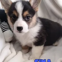 Sina - American , a male Pembroke Welsh Corgi for sale in Apple Valley, CA – Photo 1 of 8