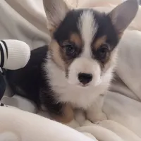 Sina - American , a male Pembroke Welsh Corgi for sale in Apple Valley, CA – Photo 4 of 8