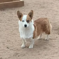 Chloe, a female Pembroke Welsh Corgi for sale in Apple Valley, CA – Photo 5 of 6