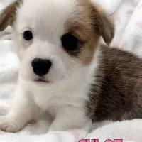 Chloe, a female Pembroke Welsh Corgi for sale in Apple Valley, CA – Photo 1 of 6