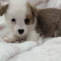 Chloe, a female Pembroke Welsh Corgi for sale in Apple Valley, CA – Photo 3 of 6